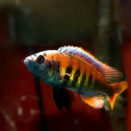 Haplochromis nyererei, photo 6