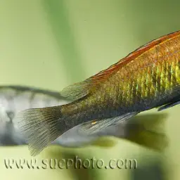 Haplochromis nyererei, photo 7
