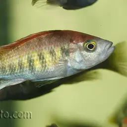 Haplochromis nyererei, photo 8
