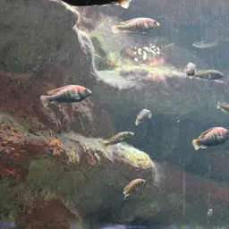 Haplochromis nyererei, photo 9