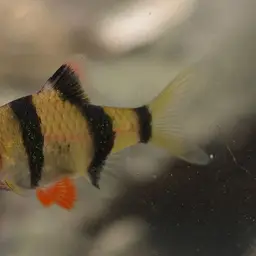 Tiger Barb