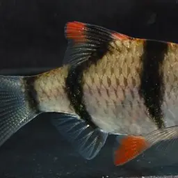 Tiger Barb, photo 2