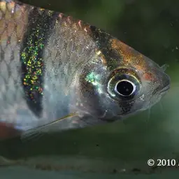 Tiger Barb, photo 3