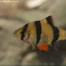 Tiger Barb, photo 4