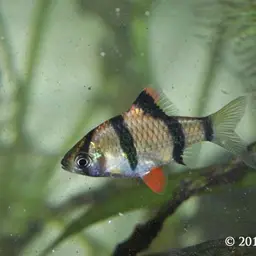 Tiger Barb, photo 5