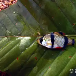 Tiger Barb, photo 6