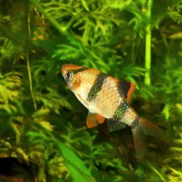 Tiger Barb, photo 7