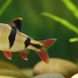 Tiger Barb, photo 8