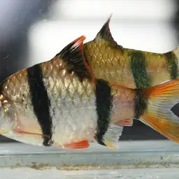 Tiger Barb