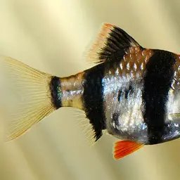 Tiger Barb, photo 9