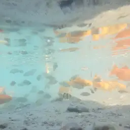 Tiger Barb, photo 2