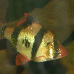 Tiger Barb, photo 10