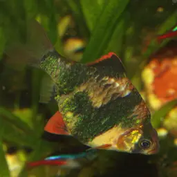 Tiger Barb, photo 11