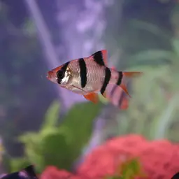 Tiger Barb, photo 12
