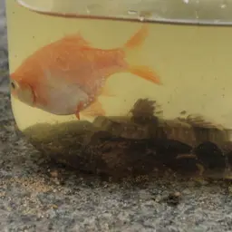 Tiger Barb, photo 4