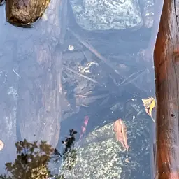 Tiger Barb, photo 5