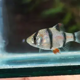 Tiger Barb, photo 6