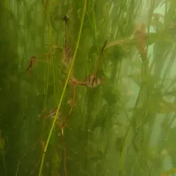Tiger Barb, photo 7