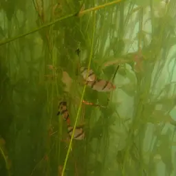 Tiger Barb, photo 8