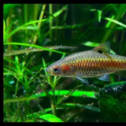 Red Side Barb, photo 1
