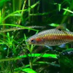 Red Side Barb, photo 2