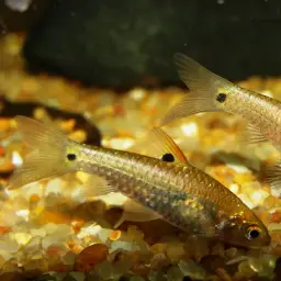 Red Side Barb, photo 3