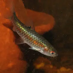 Red Side Barb, photo 4