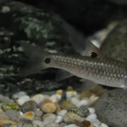 Red Side Barb, photo 5
