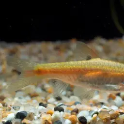 Red Side Barb, photo 6
