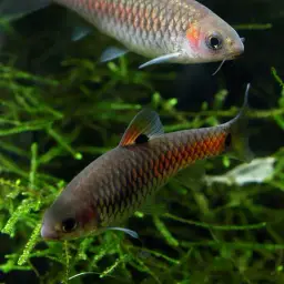 Red Side Barb, photo 7