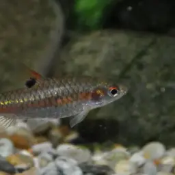 Red Side Barb, photo 8