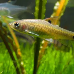 Red Side Barb, photo 9
