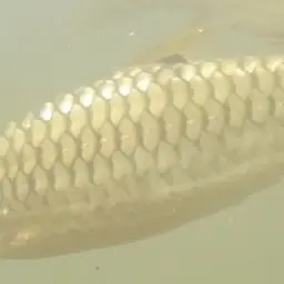 Red Side Barb, photo 10