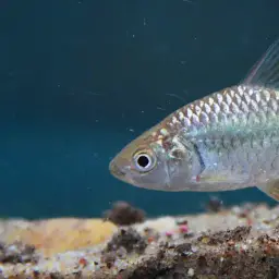 Chola Barb, photo 2