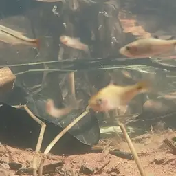 Chola Barb, photo 3