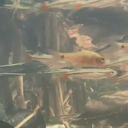 Chola Barb, photo 4
