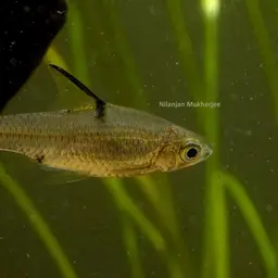 Glass-barb, photo 1