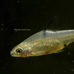 Glass-barb, photo 2