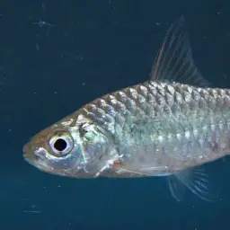 Sri Lanka Kamalika's Barb., photo 1