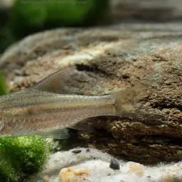 Striped barb, photo 2