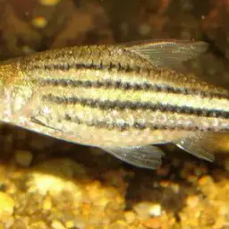 Striped barb, photo 3