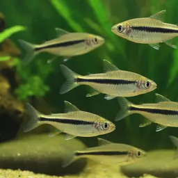 Striped barb