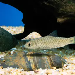 Mahecola Barb