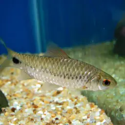 Mahecola Barb, photo 2