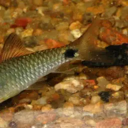Mahecola Barb, photo 4