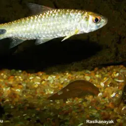 Mahecola Barb, photo 5