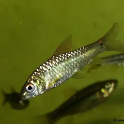 Mahecola Barb, photo 6