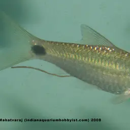 Mahecola Barb, photo 8