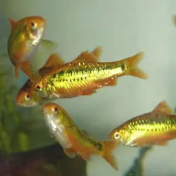 Goldfinned Barb