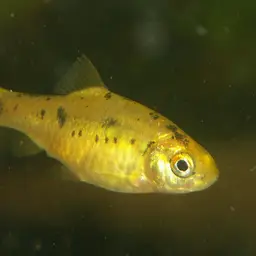 Goldfinned Barb, photo 2